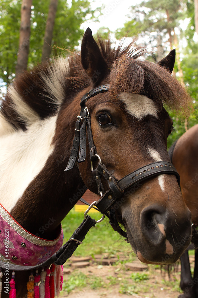 Fototapeta premium Beautiful horse in nature, Park