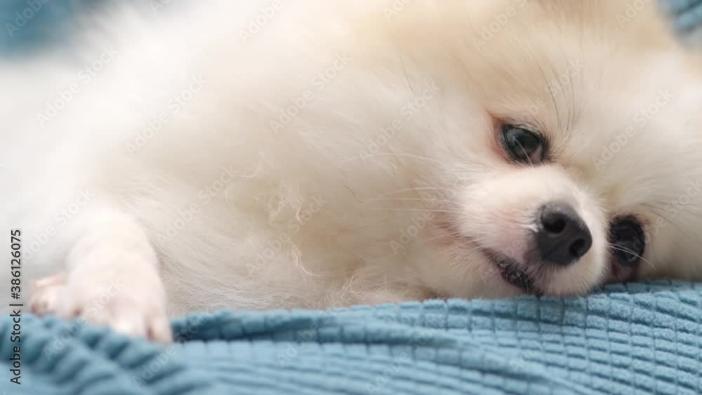 close up lazy pomeranian white puppy dog with happy tongue face lay down on sofa close up lazy pomeranian white puppy dog with happy tongue face lay down on sofa