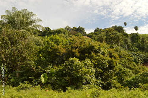 The lush rainforest and jungle landscapes of St Vincent And the Grenadines islands, Caribbean Ocean © ChrisOvergaard