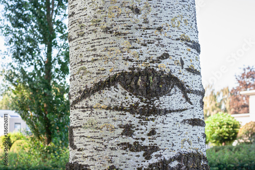 Slika na platnu Detailed image of bark of grey poplar tree (Populus canescens)