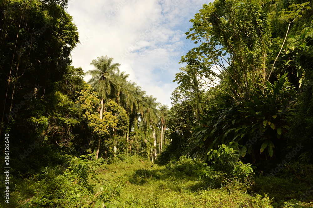 The lush rainforest and jungle landscapes of St Vincent And the Grenadines islands, Caribbean Ocean The lush rainforest and jungle landscapes of St Vincent And the Grenadines islands, Caribbean Ocean