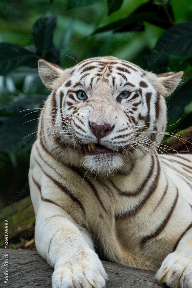 Obraz premium Close up image of White Tiger face isloated on jungle background.