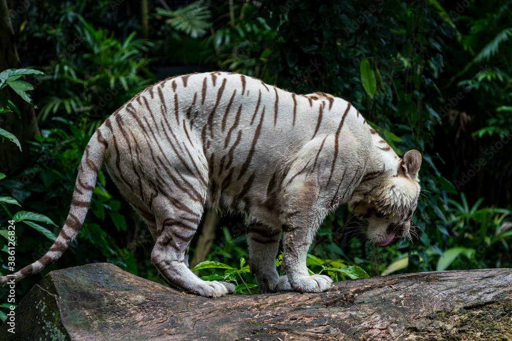 Whole body image of White Tiger isloated on jungle background.