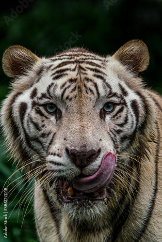 Close up image of White Tiger face isloated on jungle background.