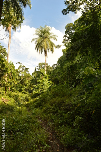Fototapeta Naklejka Na Ścianę i Meble -  The lush rainforest and jungle landscapes of St Vincent And the Grenadines islands, Caribbean Ocean