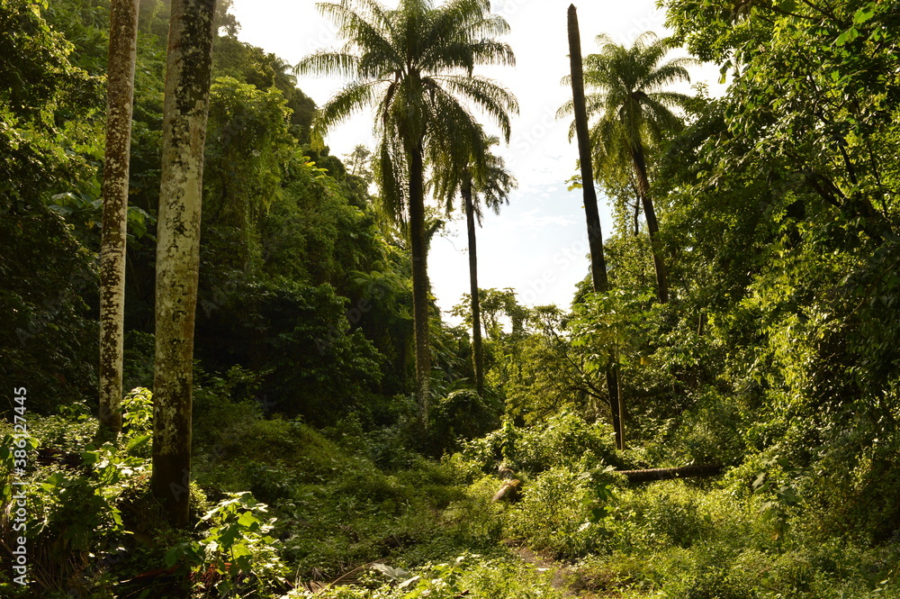The lush jungle landscapes with waterfalls and black volcanic beaches on the St Vincent and Grenadines islands, Caribbean Ocean The lush jungle landscapes with waterfalls and black volcanic beaches on the St Vincent and Grenadines islands, Caribbean Ocean