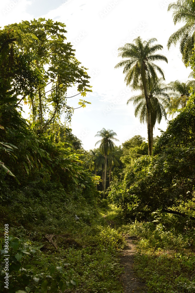 Obraz premium The lush jungle landscapes with waterfalls and black volcanic beaches on the St Vincent and Grenadines islands, Caribbean Ocean