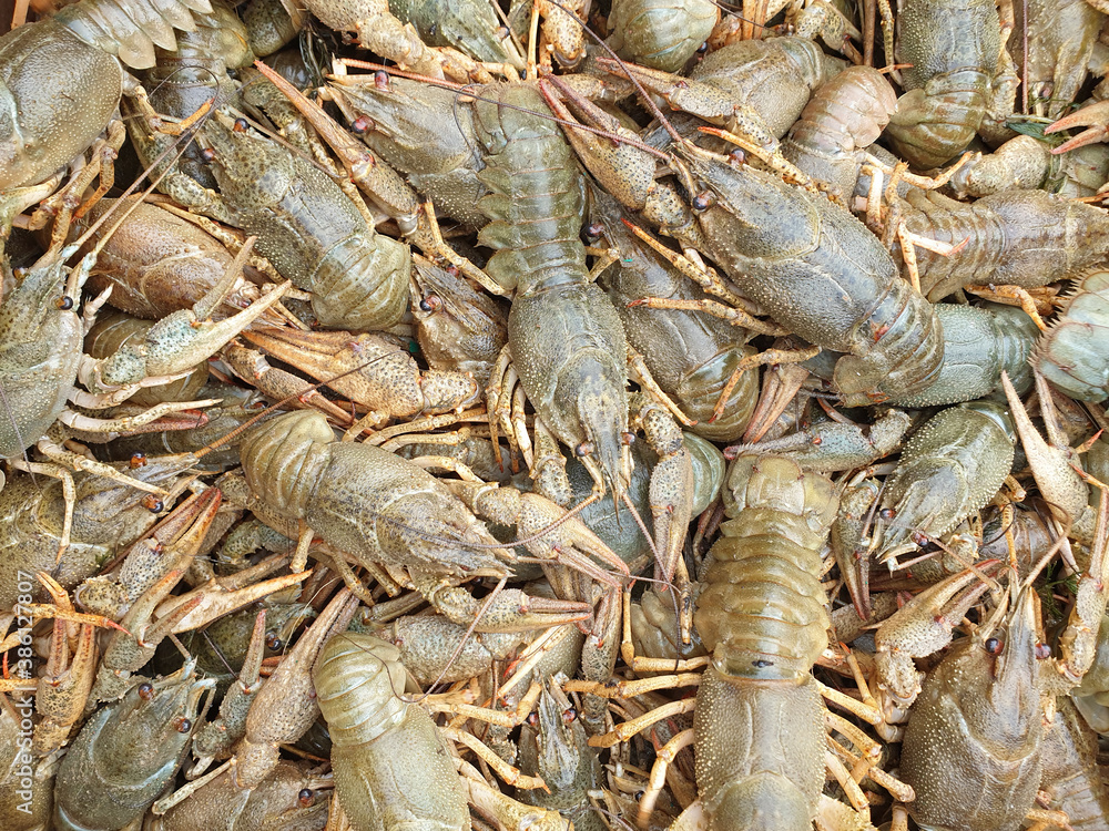 many live crawfish close-up, blank or texture many live crawfish close-up, blank or texture