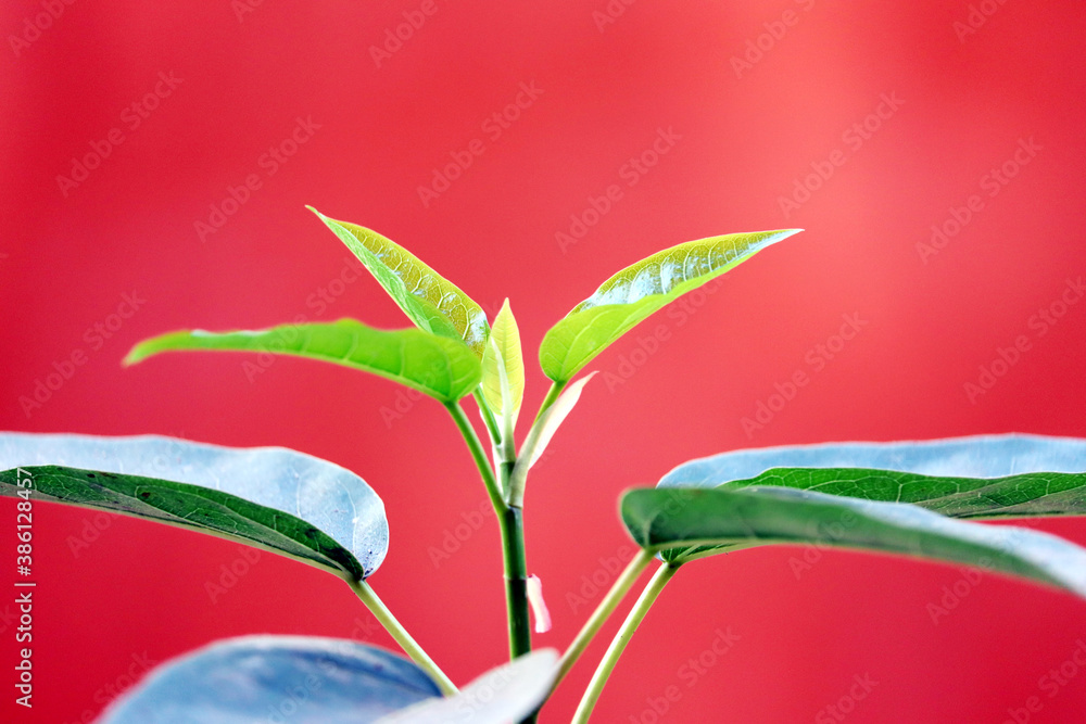 Obraz premium a little plant growing