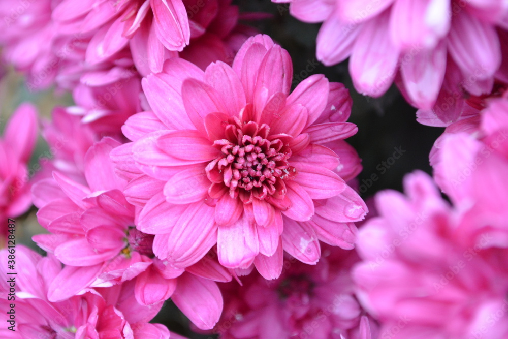 Pink chrysanthemum Pink chrysanthemum