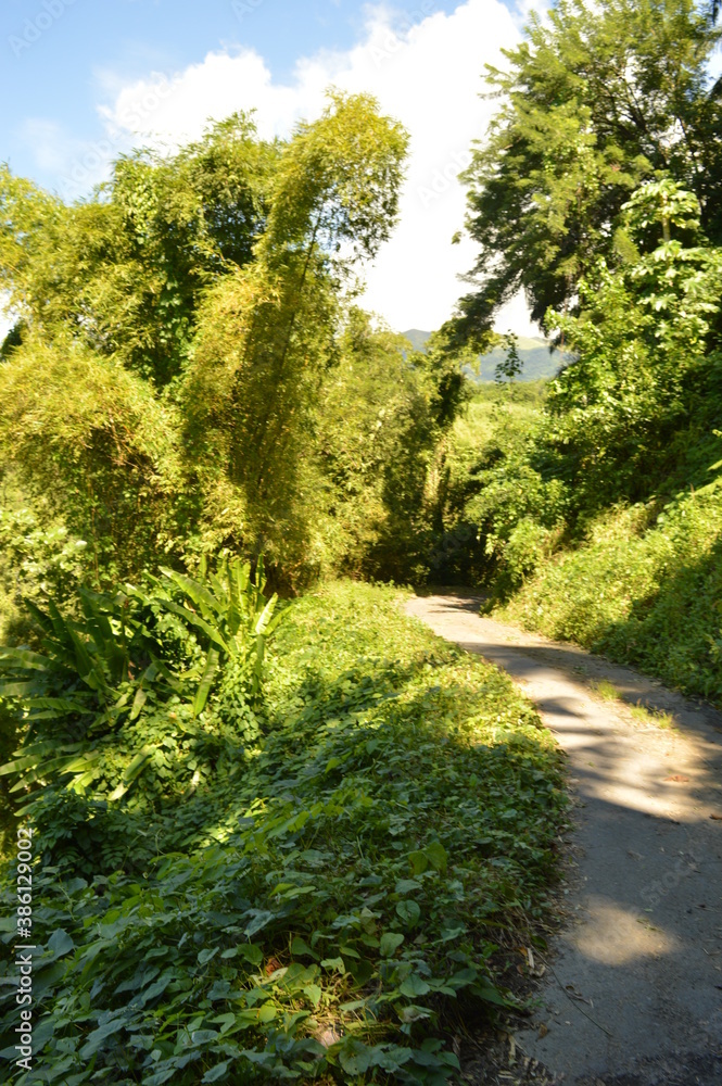 Fototapeta premium The lush jungle landscapes with waterfalls and black volcanic beaches on the St Vincent and Grenadines islands, Caribbean Ocean
