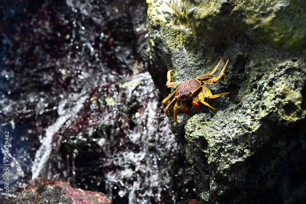岩の上で静かに潜んでいるオオイワガニ