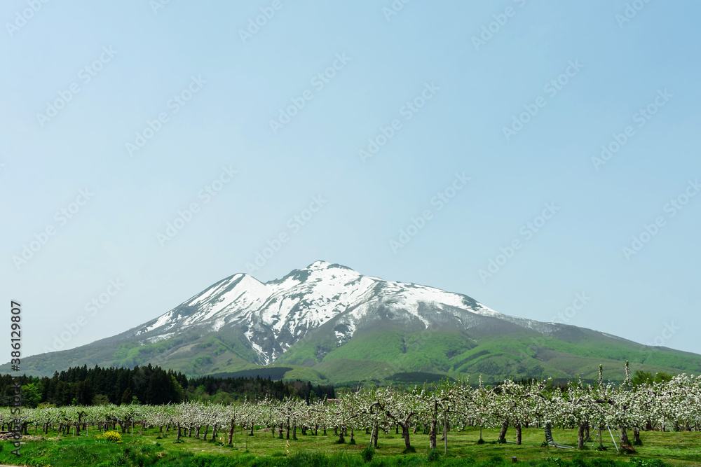 Fototapeta premium 【青森県弘前市岩木山麓】残雪光る岩木山とりんごの花満開のりんご園