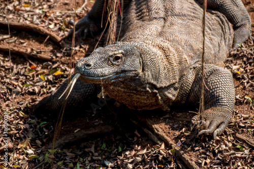 Portrait of a Komodo dragon a species of lizard found in the Indonesian islands of Komodo  Rinca  Flores  and Gili Motang