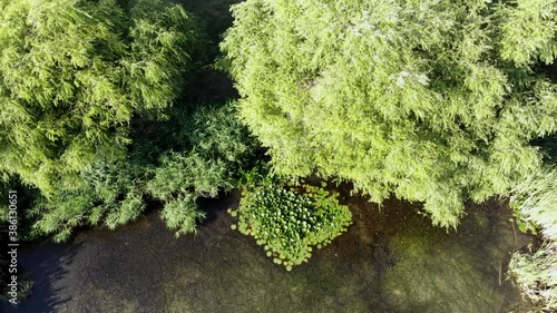 Aerial view of a green pond with bushes and green water lilies. Clip. Top view of summer natural landscape with green moss, vegetation on small lake.