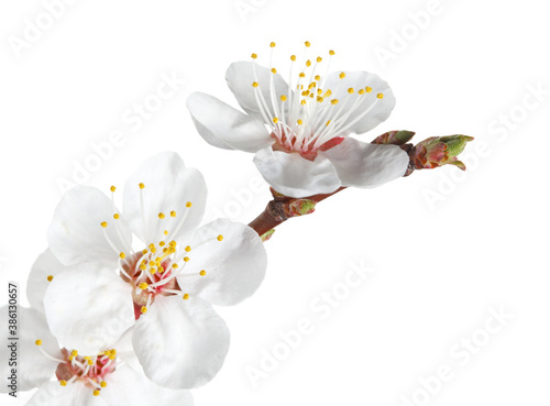 Fototapeta Naklejka Na Ścianę i Meble -  Cherry blooms and bud