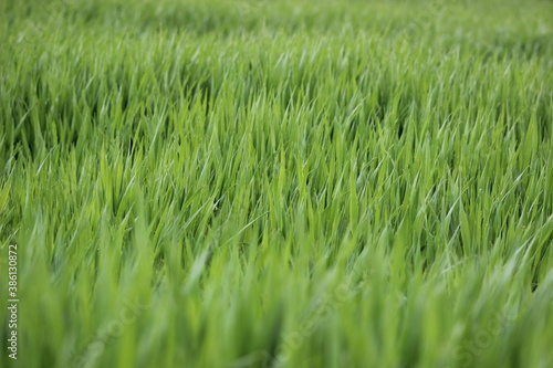 Wallpaper Mural Grass Torontodigital.ca