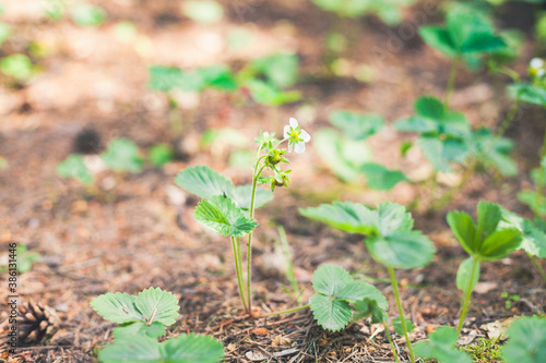 Strawberry plans blooming in the forest