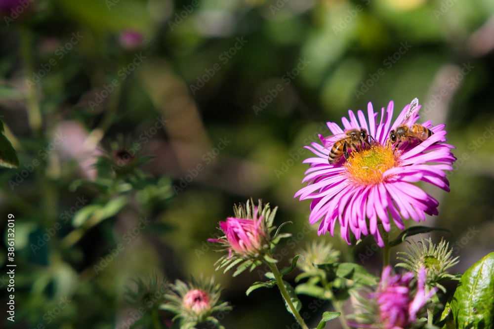Bienen auf rosa blühender Aster im Herbst Bienen auf rosa blühender Aster im Herbst