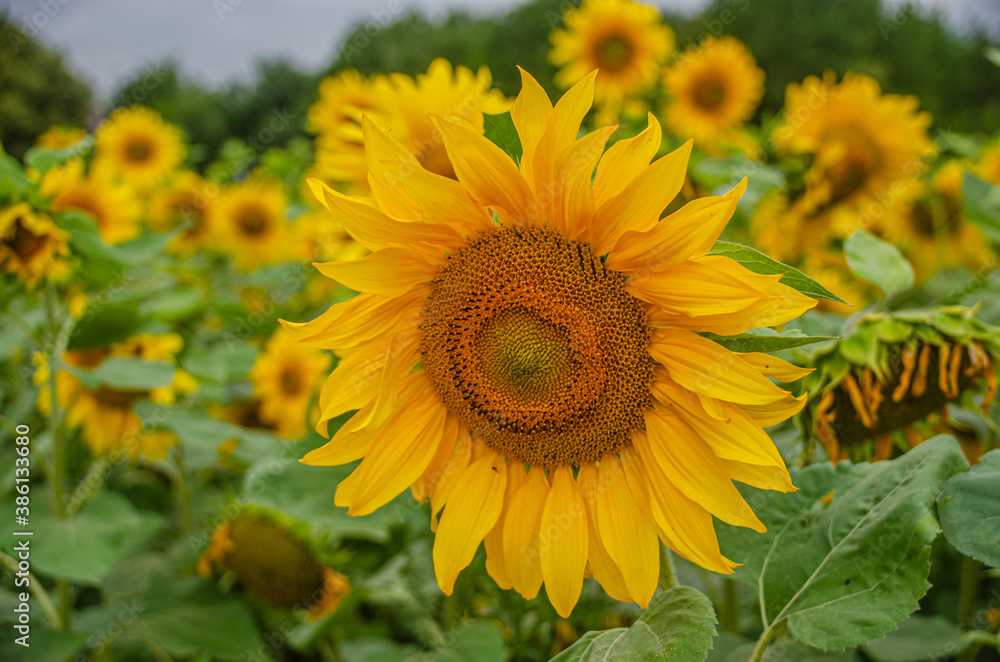 Fototapeta premium Sonnenblumenfeld - Die Sonnenblume (Helianthus annuus), auch Gewöhnliche Sonnenblume genannt, ist eine Pflanzenart aus der Gattung der Sonnenblumen