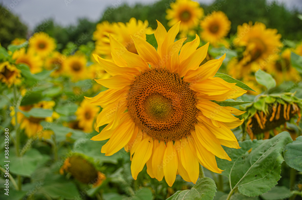 Sonnenblumenfeld  - Die Sonnenblume (Helianthus annuus), auch Gewöhnliche Sonnenblume genannt, ist eine Pflanzenart aus der Gattung der Sonnenblumen
