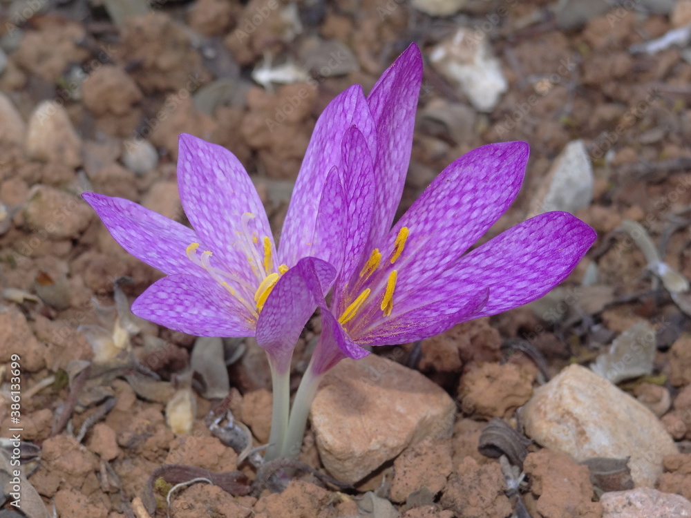 Portuguese Colchicum (Colchicum lusitanum) Portuguese Colchicum (Colchicum lusitanum)