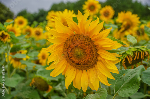Sonnenblumenfeld - Die Sonnenblume (Helianthus annuus), auch Gewöhnliche Sonnenblume genannt, ist eine Pflanzenart aus der Gattung der Sonnenblumen