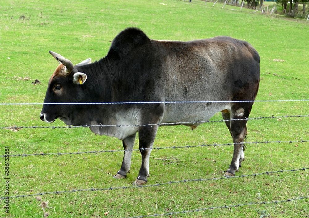 Mächtiger Zebu Bulle auf der Weide Mächtiger Zebu Bulle auf der Weide