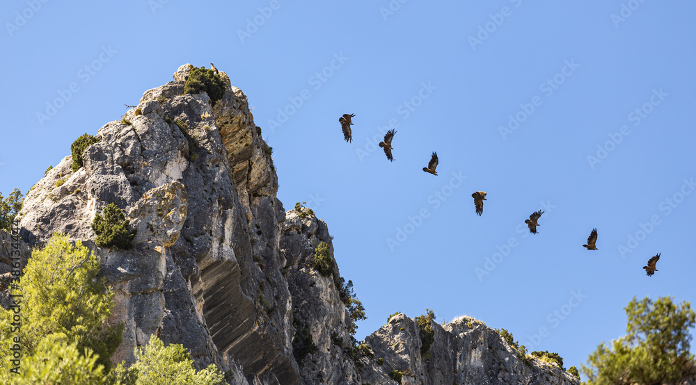 Sequence Showing the Flight of a Vulture Taking off from a Rocky Promontory