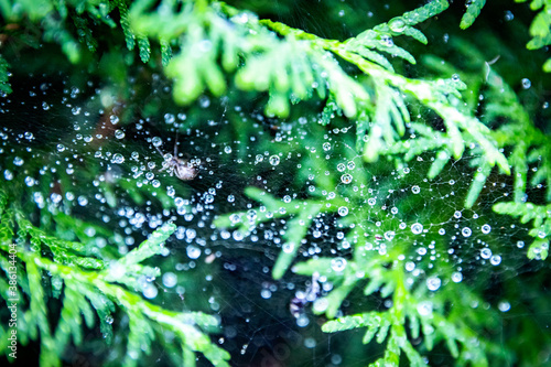 Spider in its web and lots of water drops on the tree