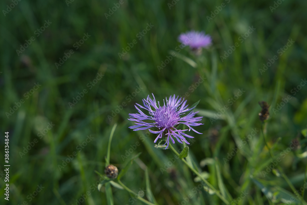 Wiesen-Flockenblume auf einer Wiese Wiesen-Flockenblume auf einer Wiese