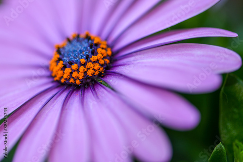 Blume violett Gerbera