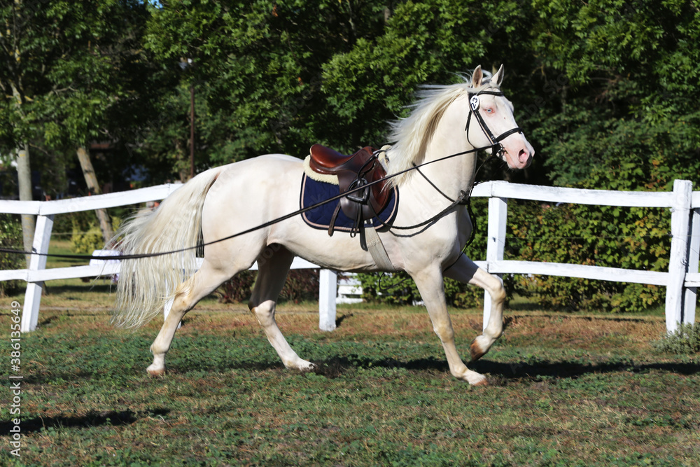 Beautiful purebred cremello stallion horse galloping under saddle Beautiful purebred cremello stallion horse galloping under saddle