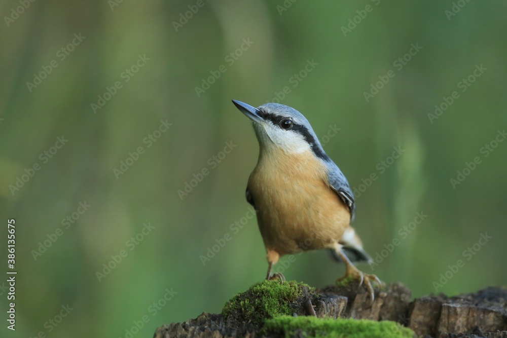 Eurasian nuthatch (Sitta europaea) sits on the stump. nuthatch in the nature habitat. Wildlife scene from fall forest. Eurasian nuthatch (Sitta europaea) sits on the stump. nuthatch in the nature habitat. Wildlife scene from fall forest.