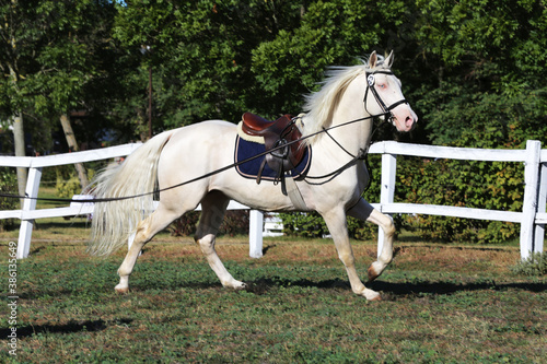 Beautiful purebred cremello stallion horse galloping under saddle