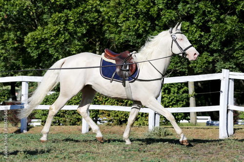 Beautiful purebred cremello stallion horse galloping under saddle © acceptfoto