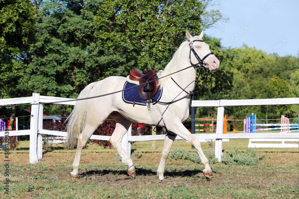 Beautiful purebred cremello stallion horse galloping under saddle Beautiful purebred cremello stallion horse galloping under saddle