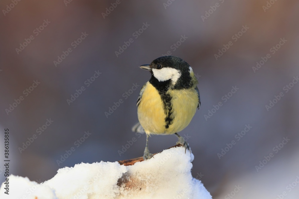 Garden bird Great tit (Parus major) sitting on the ground. Titmouse in winter time. Garden bird Great tit (Parus major) sitting on the ground. Titmouse in winter time.