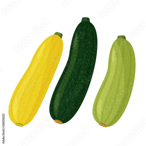 Green and yellow squash and zucchini on white background. Vector realistic meal collection.