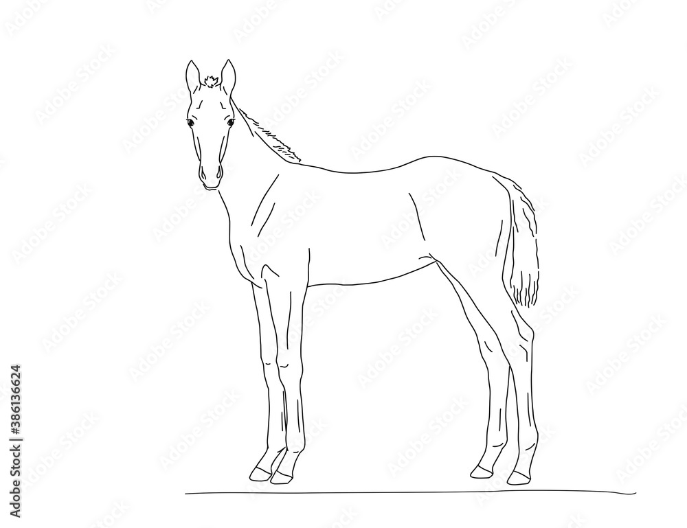 Warm-blooded foal stands, side view Warm-blooded foal stands, side view