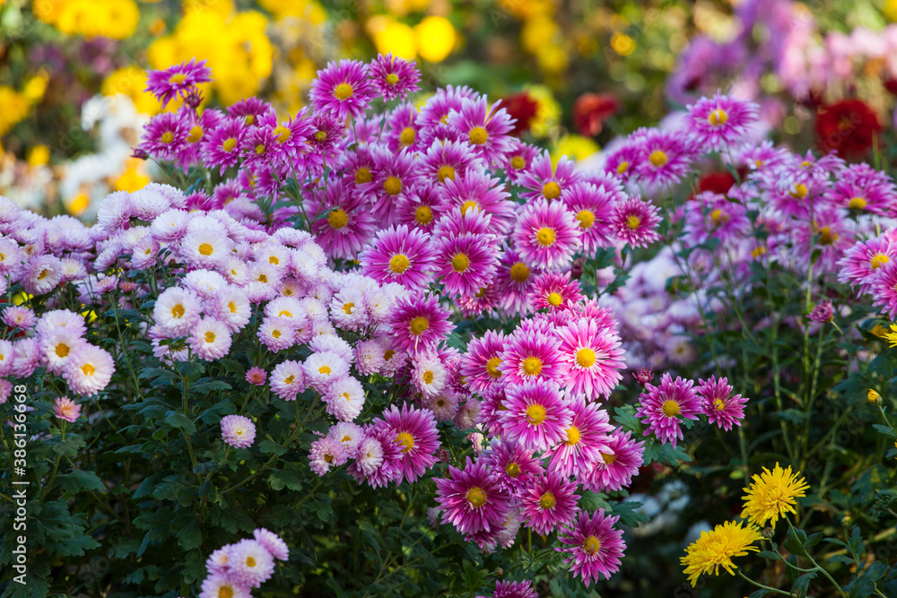 beautiful multicolored chrysanthemums in the autumn park beautiful multicolored chrysanthemums in the autumn park