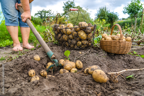 Bio vegetable farming. Organic potato harvest on field. Farmer digging potatoes from the soil. © alicja neumiler
