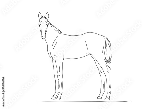 Warm-blooded foal stands, side view