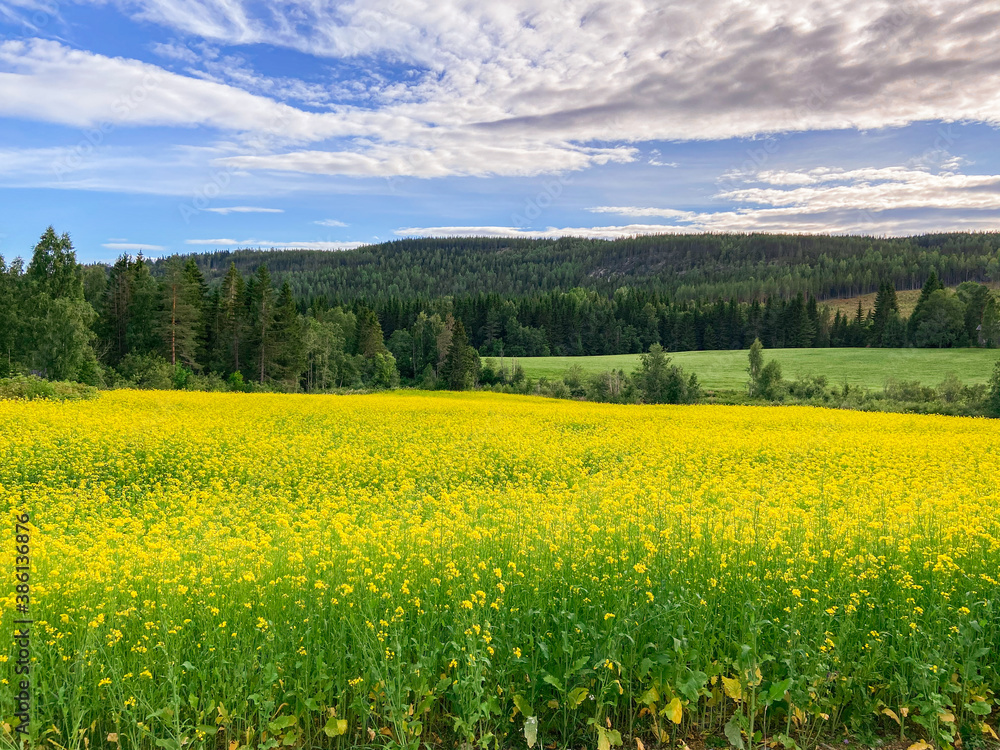 Field of many yellow flowers with mountain and blue sky