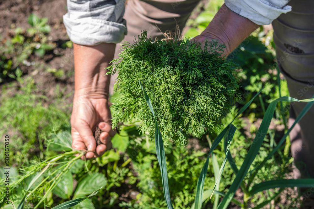 Fototapeta premium Fresh organic vegetables harvesting in the garden. Farmer with freshly harvested dill in hands.