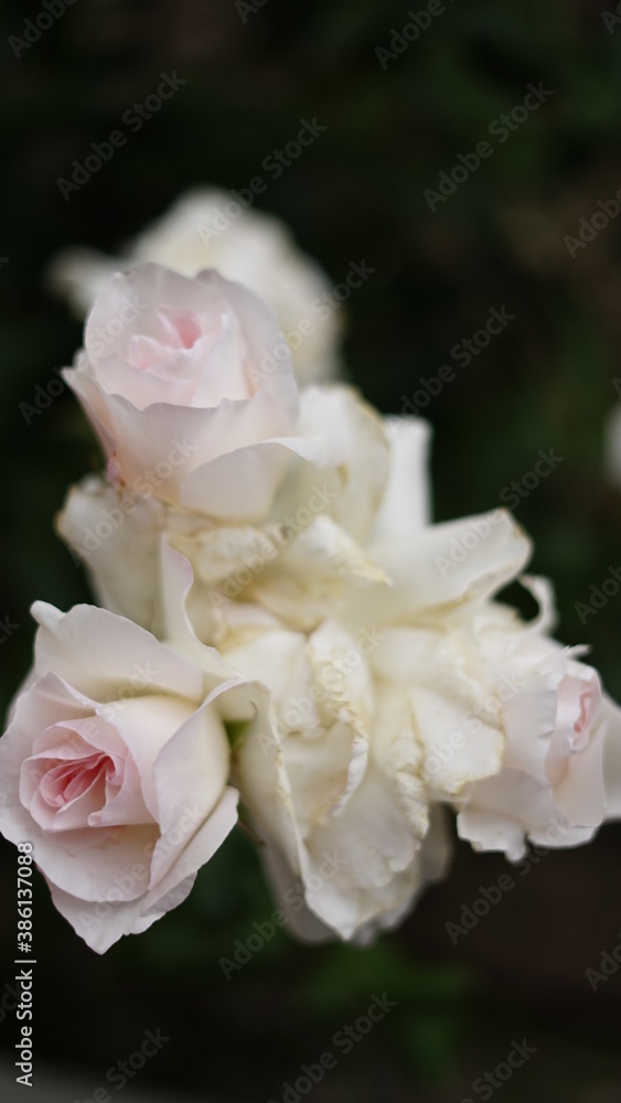 flor rosa flor rosa