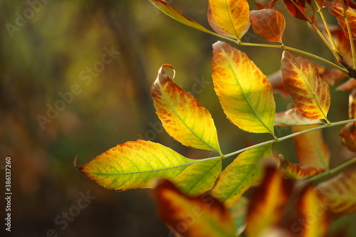 Amazing autumn leaves on the branch in sunny forest