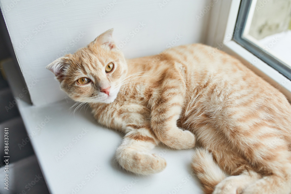 Young British Shorthair striped red cat lies on a windowsill