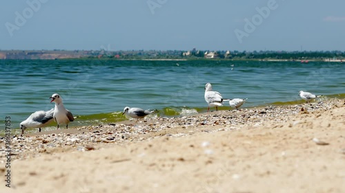 Wallpaper Mural Seagulls gathered on a narrow strip of the beach, near the water. They feed and communicate with each other. Torontodigital.ca