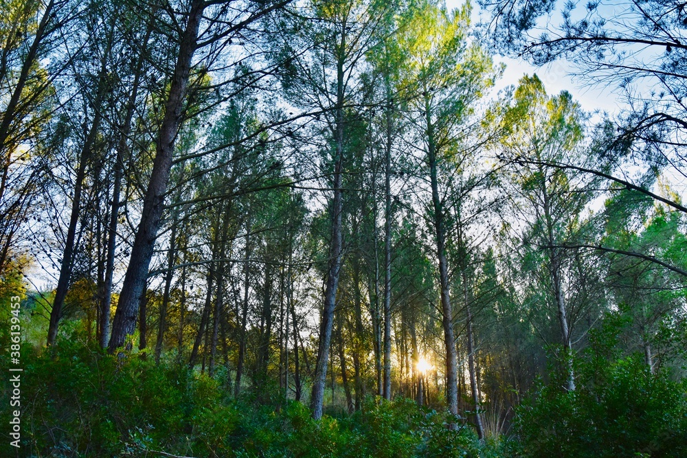 Fototapeta premium trees